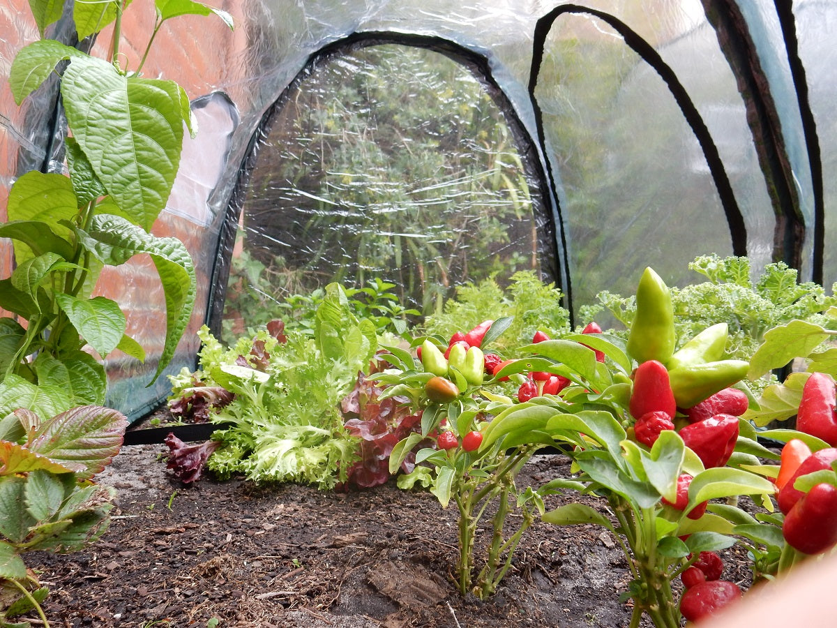 Maze Poly Greenhouse Tunnel - 2000L x 1000W x 1000H