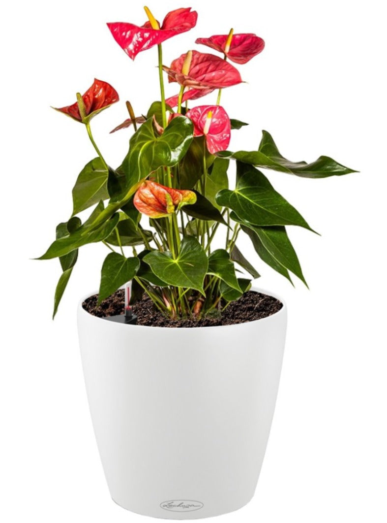 Lechuza Self-Watering Pot - CLASSICO Color 35