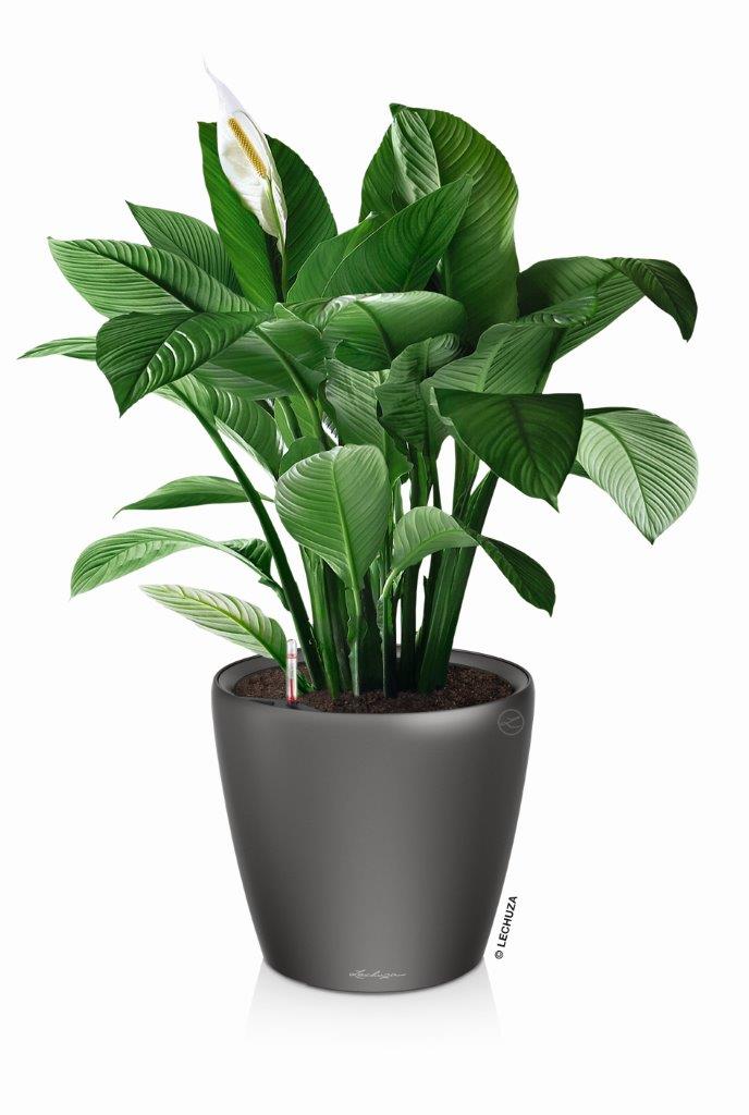 Lechuza CLASSICO LS 21 PREMIUM Self-Watering Pot