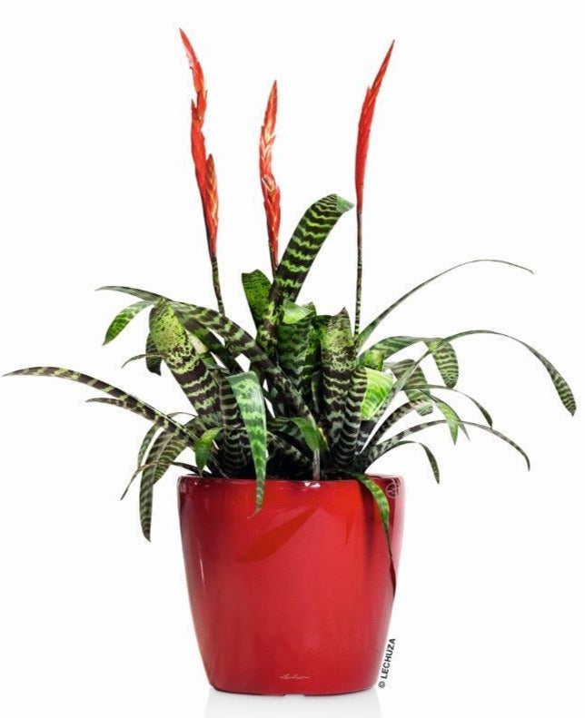 Lechuza CLASSICO LS 43 PREMIUM Self-Watering Pot