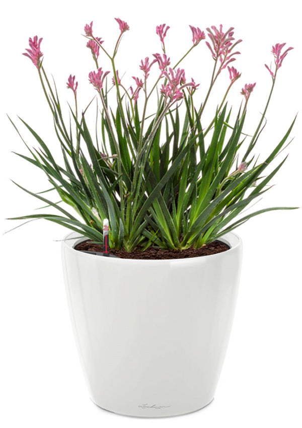 Lechuza CLASSICO LS 28 PREMIUM Self-Watering Pot