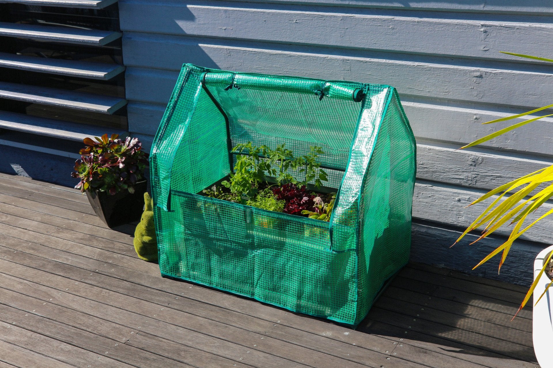 Aldi greenhouse deals