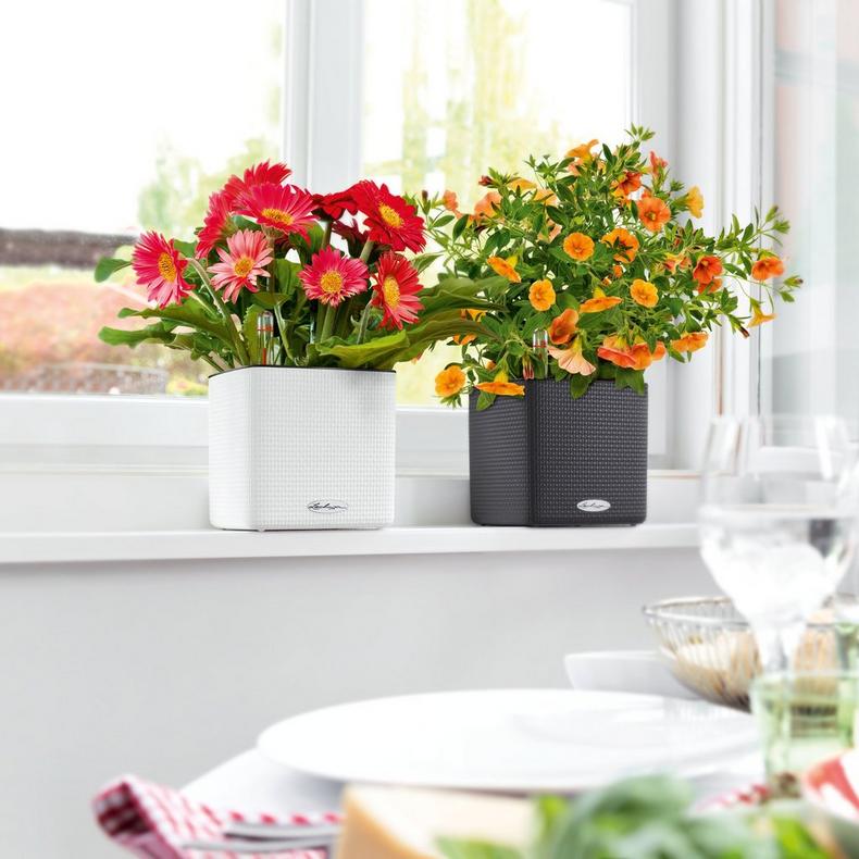 Lechuza Self-Watering Pot - PURO CUBE Color 16
