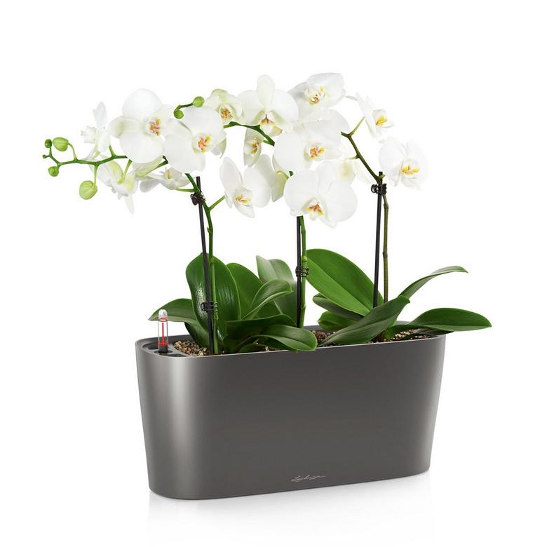 lechuza delta self watering indoor planter Lechuza Self-Watering Planter Box - DELTA 10