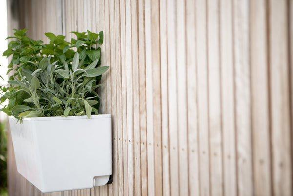 Glowpear Mini Wall Planter - Self Watering Vertical Garden Planter Box