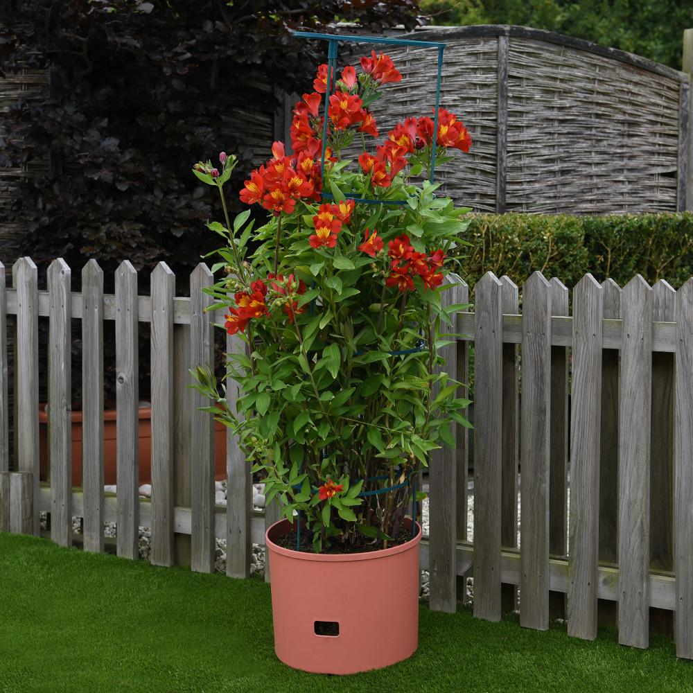 Greenlife Jumbo Tomato Growing Tower with Self Watering Pot - Terracotta