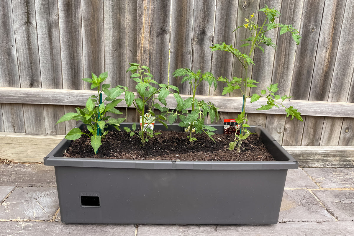 Greenlife Self-Watering Mobile Planter Box with Greenhouse & Netting