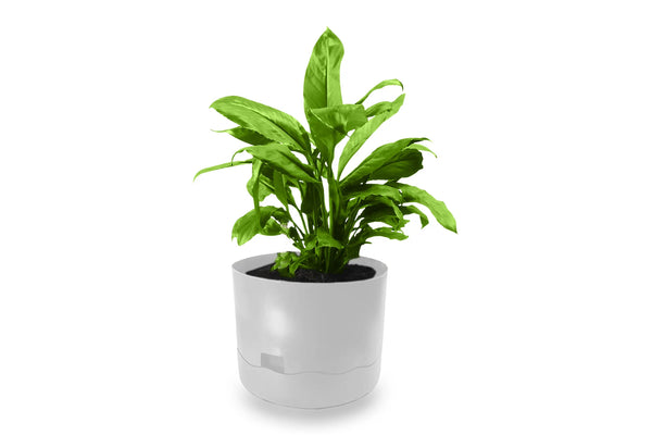 4x Greenlife Circular Self Watering Plastic Pot - White 300 x 300 x 250mm