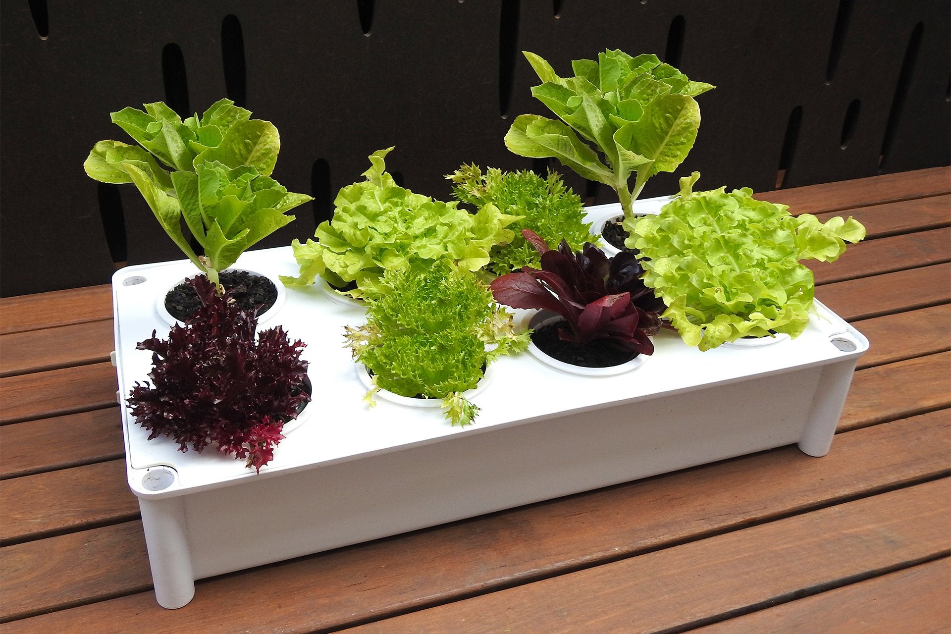 indoor salad planter Greenlife Self-Watering Salad Planter Grower with 8 Pots