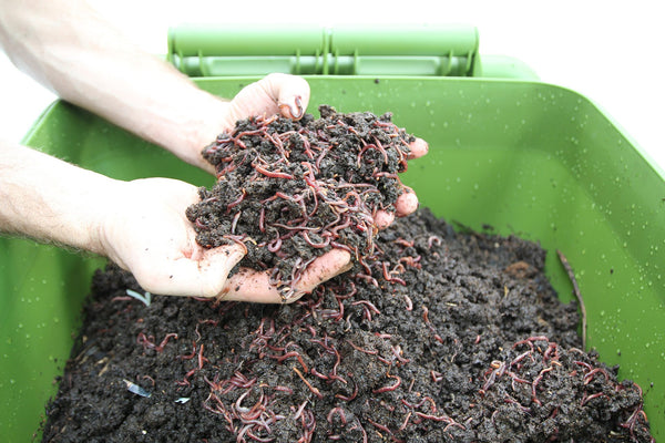 Maze Hungry Bin Worm Farm Flow Green Composting System