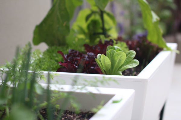 Glowpear Urban Garden Planter - Self Watering Planter Box Kit