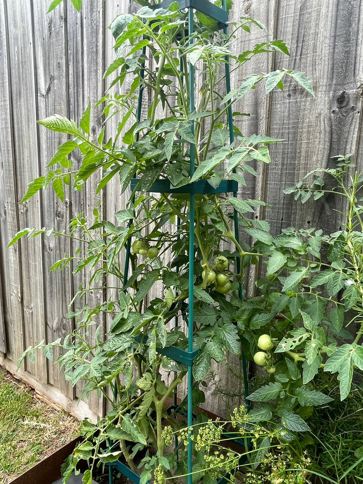 Greenlife Support Frame Tomato Growing Tower 4 Tier Cage - Green