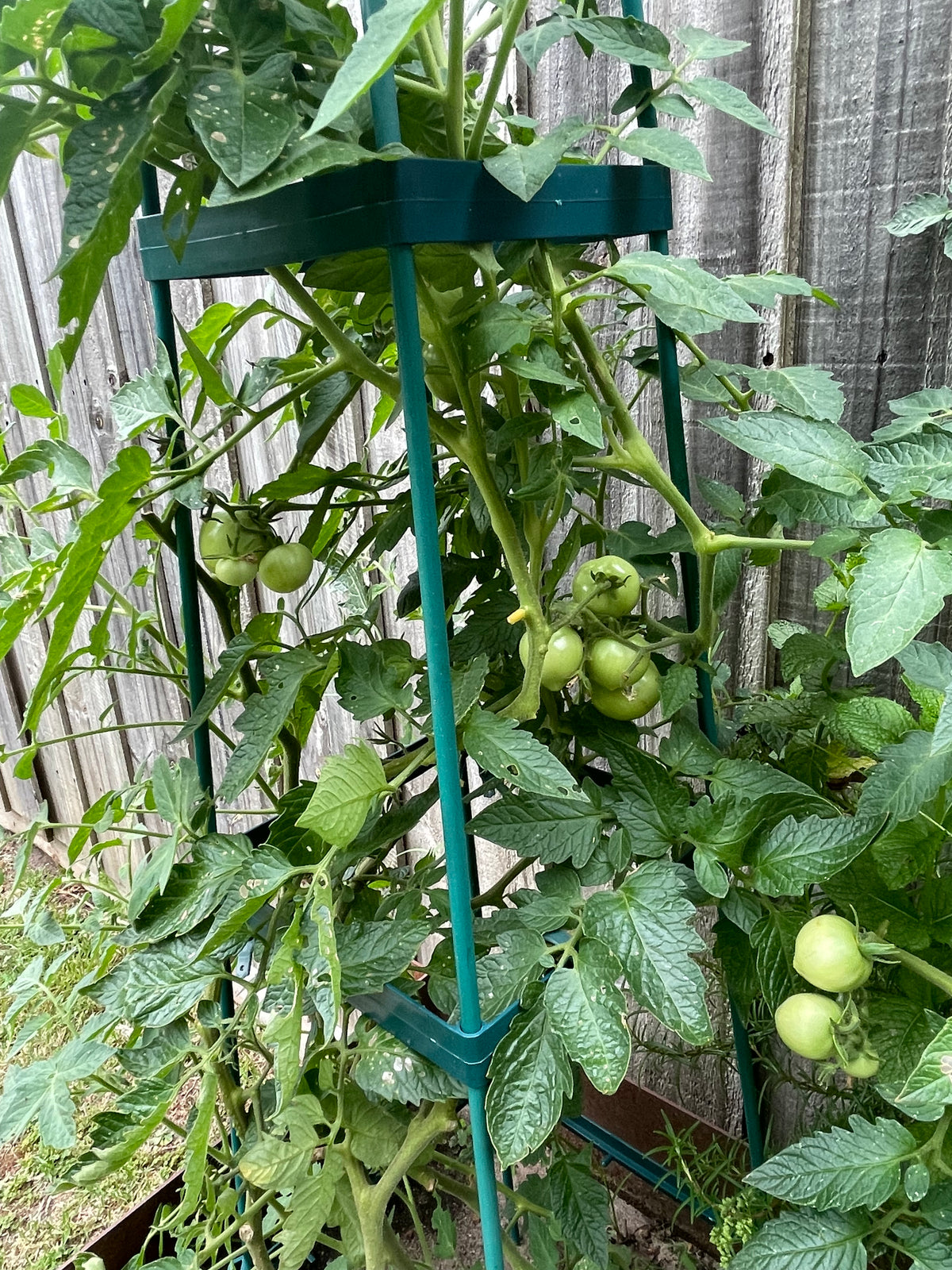 Greenlife Support Frame Tomato Growing Tower 4 Tier Cage - Green