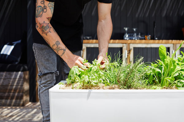 Glowpear Urban Garden Cafe Raised Mobile Planter - Self Watering