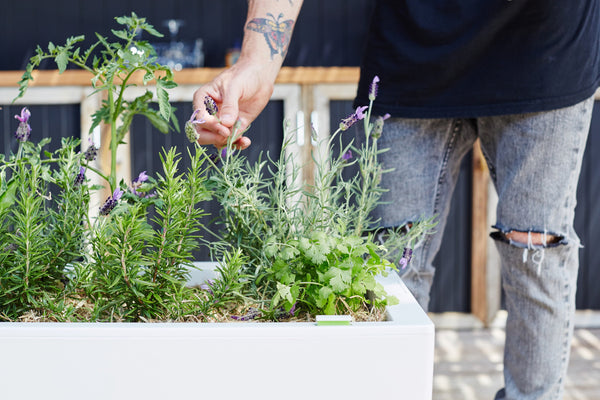 Glowpear Urban Garden Planter - Self Watering Planter Box Kit