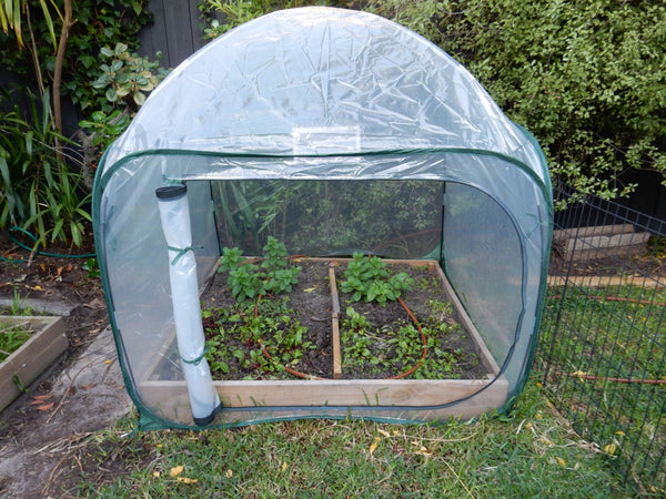 Maze Poly Greenhouse Pop Up Garden Cover - 1250L x 1250W x 1200H