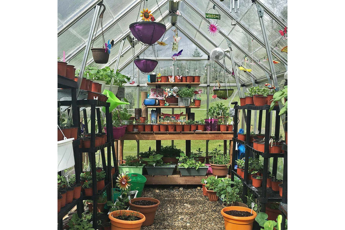 Maze Octave Polycarbonate Greenhouse 8' x 12' Clear Roof (2.5m x 3.7m)