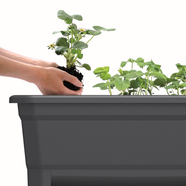 RESPANA Plastic Raised Garden Planter & Cloche Cover with Vents - Anthracite