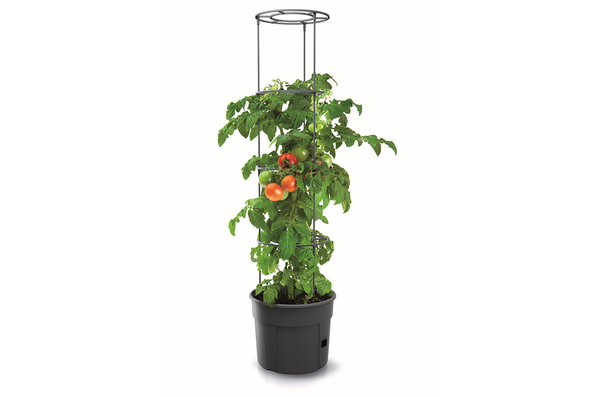 large plastic plant pots for tomatoes Maze Recycled Plastic Tomato Growing Planter Pot 300mm - Anthracite