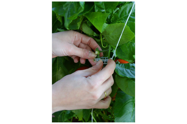 Maze Greenhouse Accessory - Trellising Kit