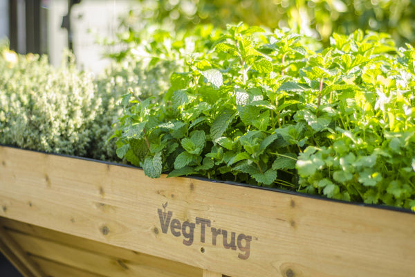 VegTrug Wooden Raised Planter Natural - Wallhugger Small