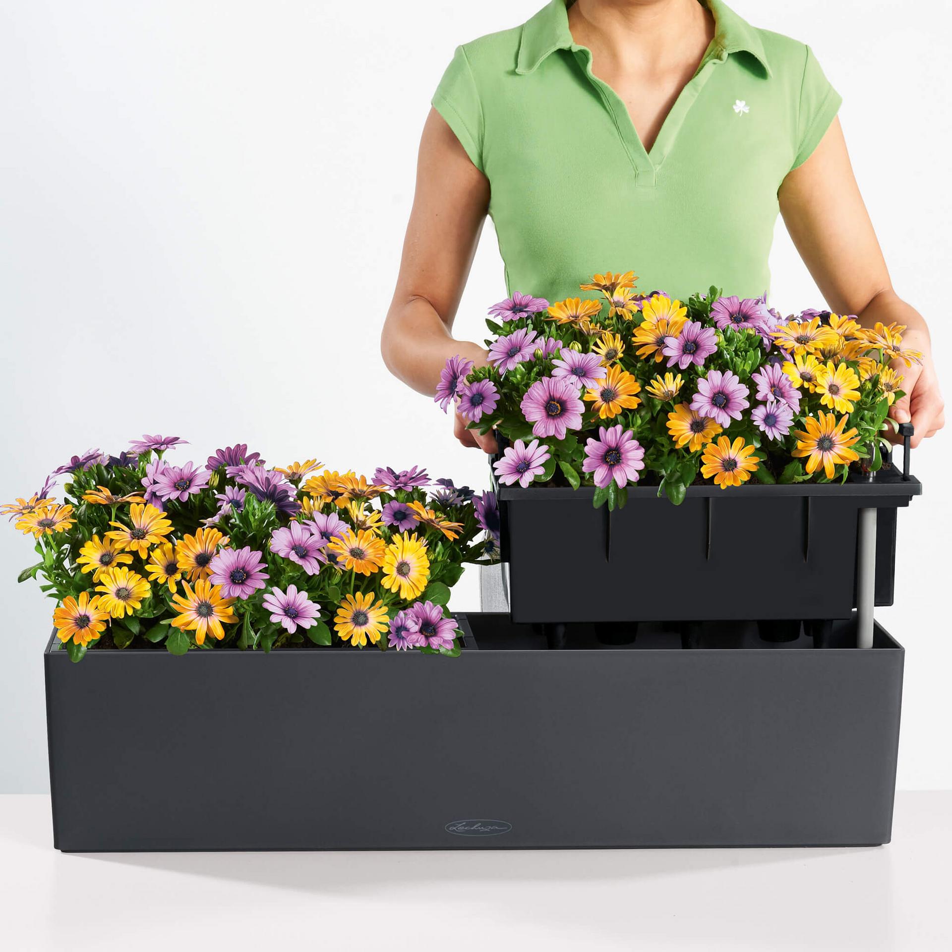 balconera self watering planter Lechuza Self-Watering Planter Box - BALCONERA Color 80