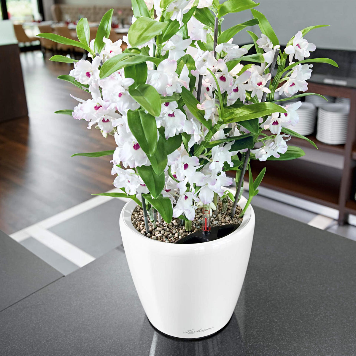 Lechuza CLASSICO LS 21 PREMIUM Self-Watering Pot