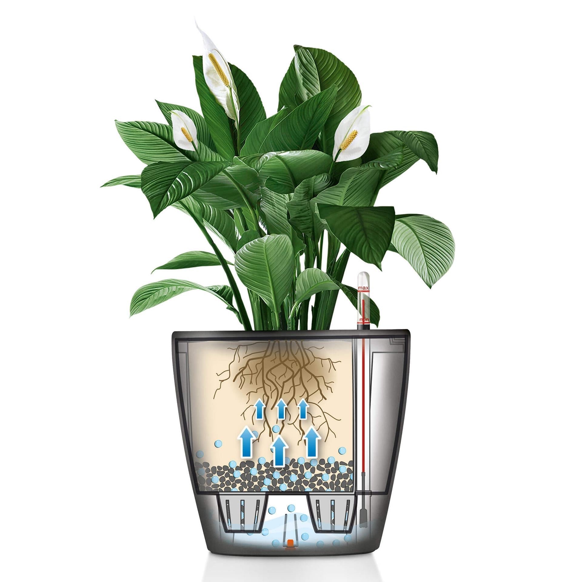 Lechuza Self-Watering Pot - CLASSICO LS 50 Premium