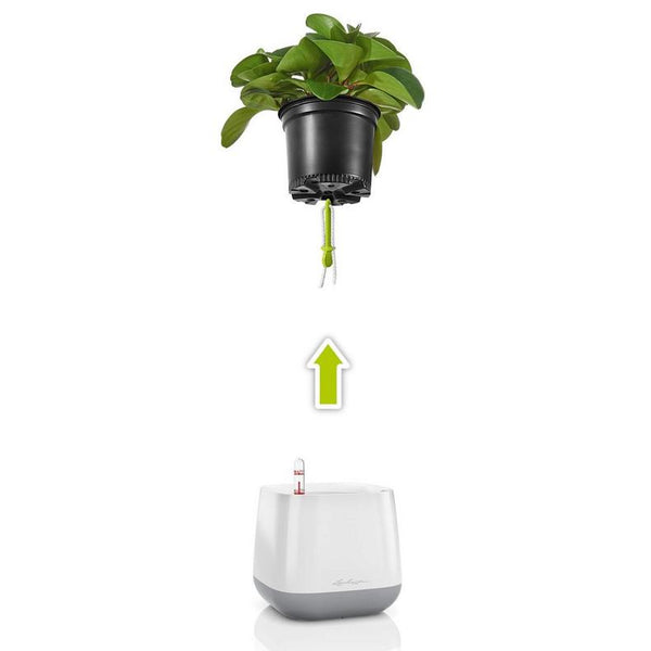 Lechuza Self Watering Pot - YULA