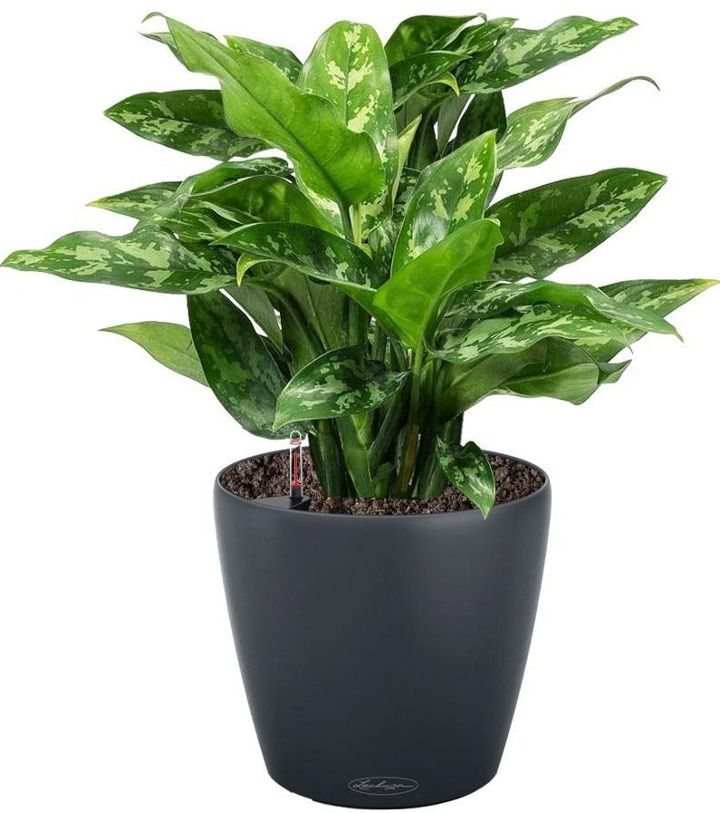 Lechuza Self-Watering Pot - CLASSICO Color 43