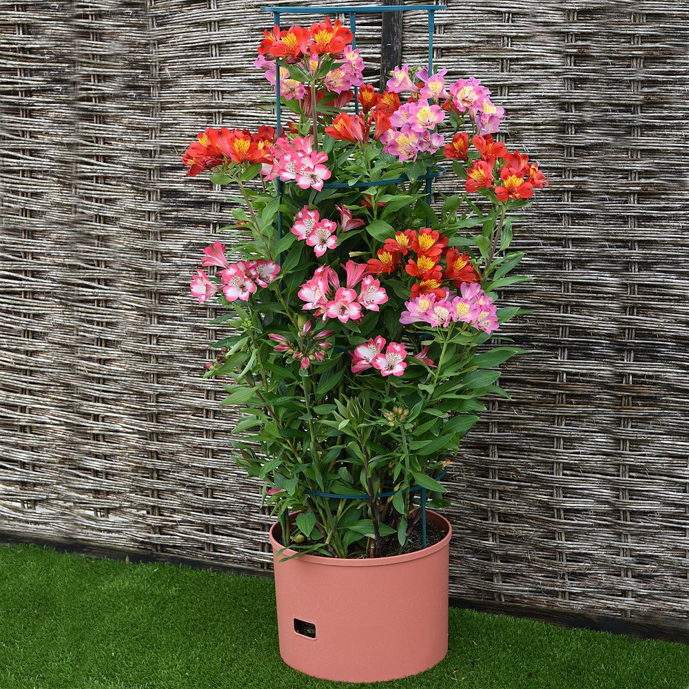Greenlife Jumbo Tomato Growing Tower with Self Watering Pot - Terracotta
