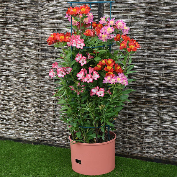 Greenlife Jumbo Tomato Growing Tower with Self Watering Pot - Terracotta